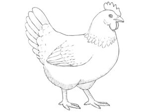how to draw a chicken featured image