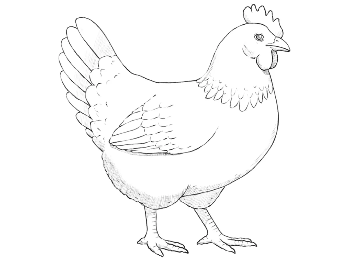 how to draw a chicken featured image