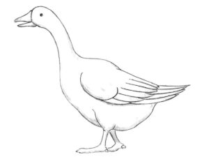 how to draw a goose fight featured image