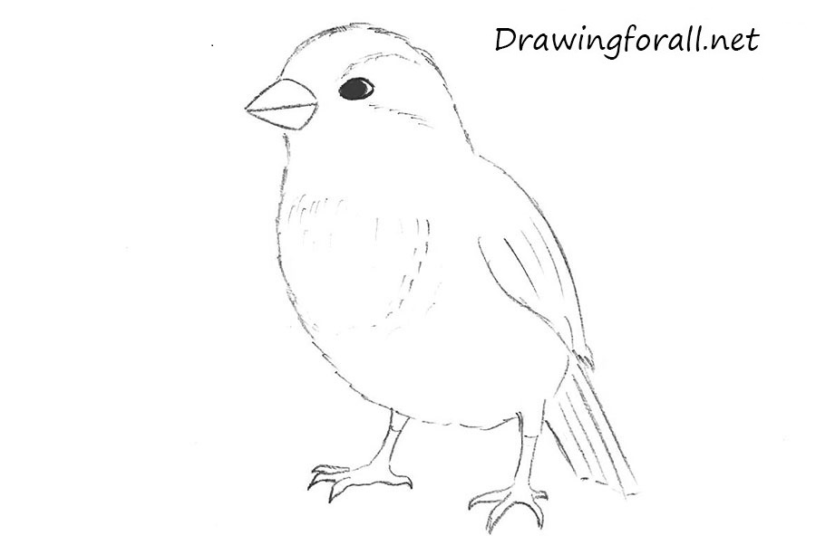 How to Draw a Sparrow Step by Step