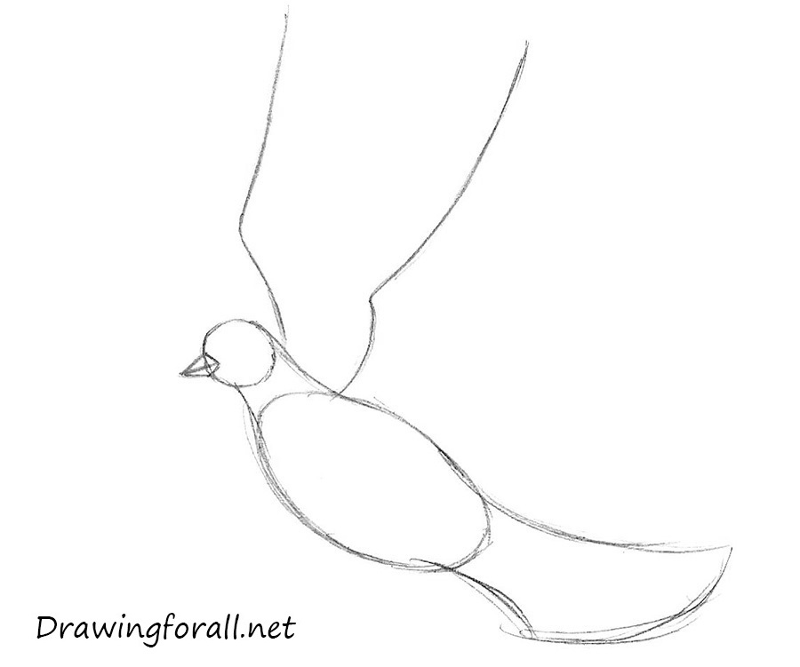 how to draw a dove for children