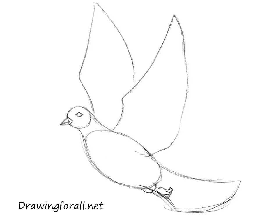 how to draw a dove step by step