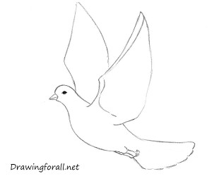 How to Draw a Dove for Beginners