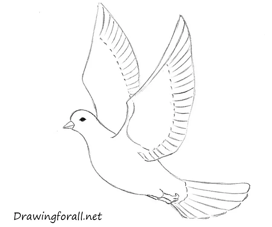 How to Draw a Dove for Beginners