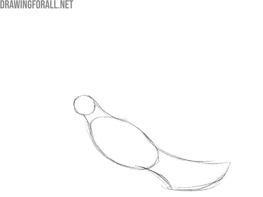 Draw the neck and tail of the dove