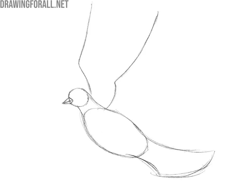 Sketch the wings and beak