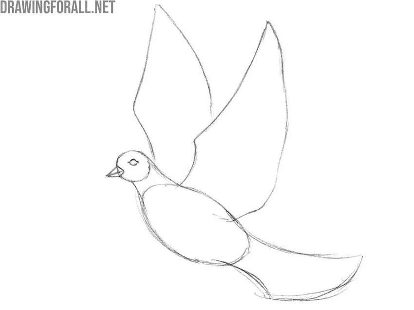 Draw the dove eye and wing edges