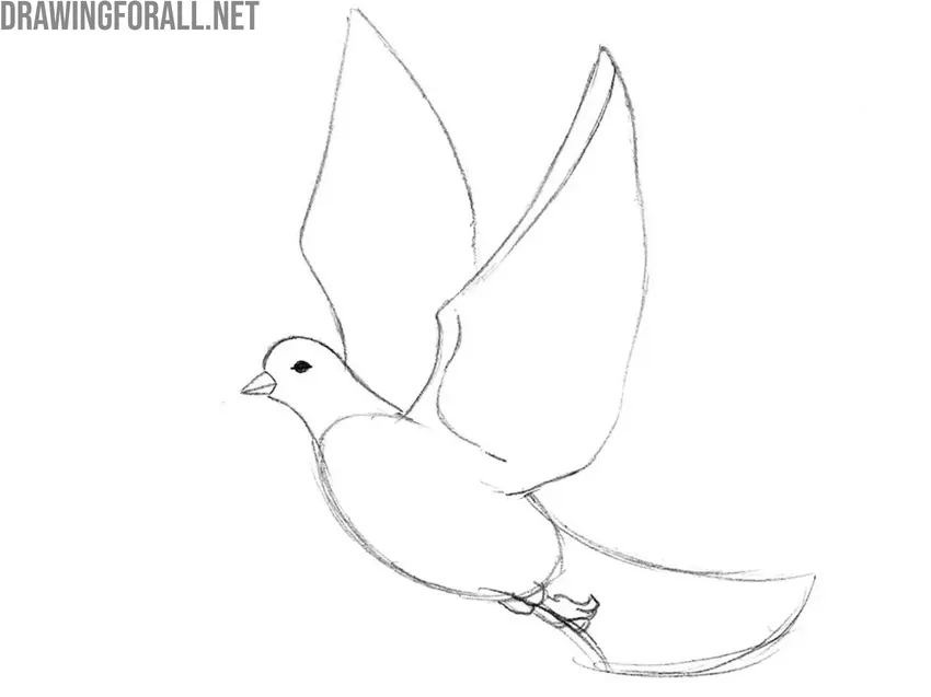 Refine the head and beak