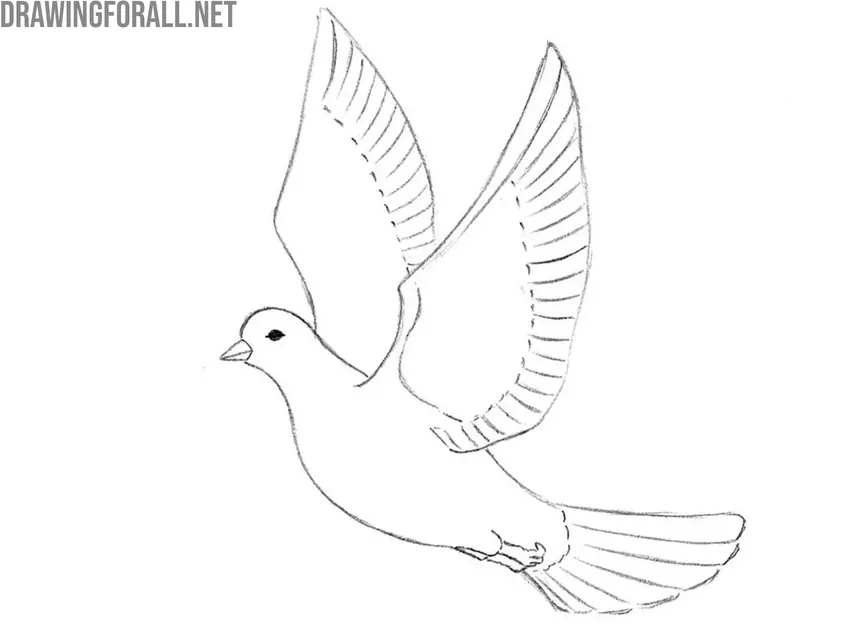 Draw the feathers of the dove