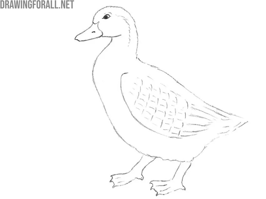 Trace the legs and webbed feet