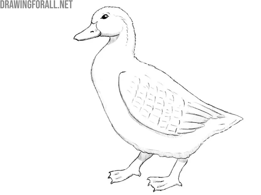 Finalize the duck drawing