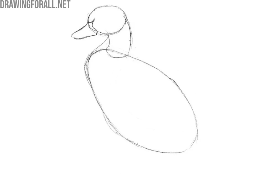 Sketch the chest and beak