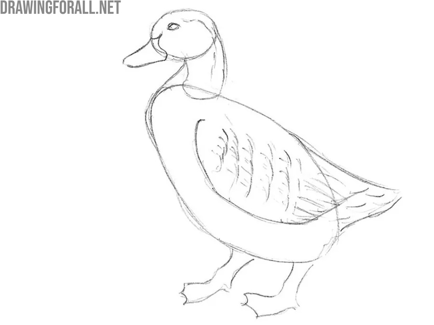 Draw the duck wing feathers