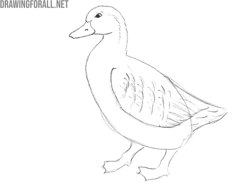 Refine the head and beak