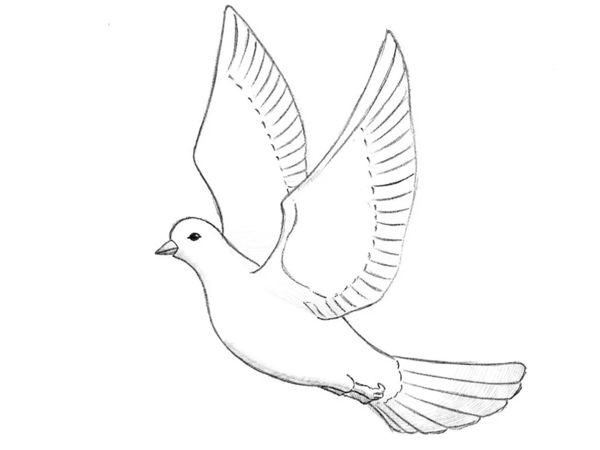 how to draw a dove featured image