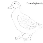 How to Draw a Duck for Beginners