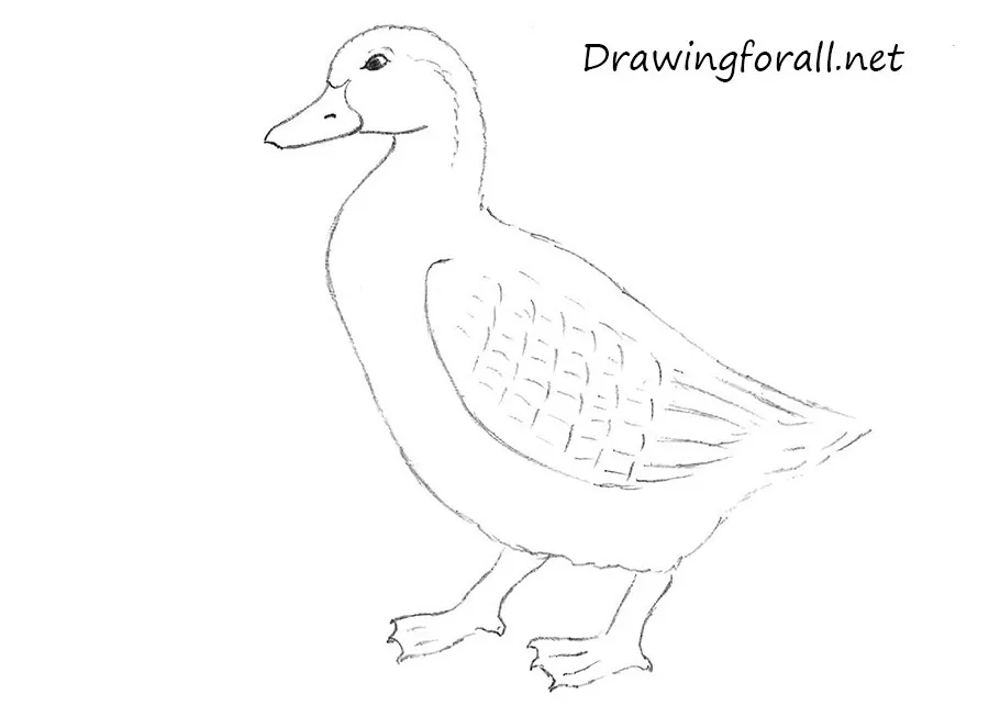 how to draw a duck