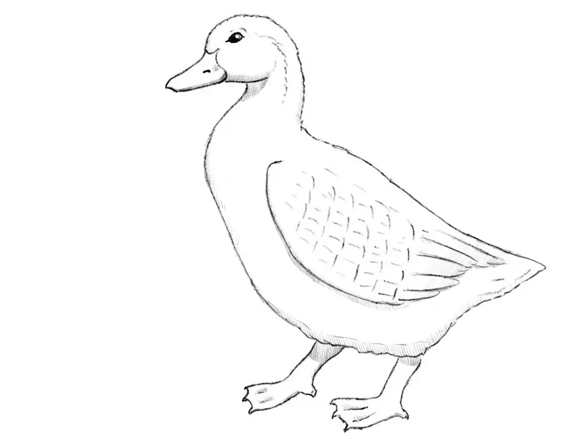 Finished duck drawing with detailed wing feathers, webbed feet, and basic shadows