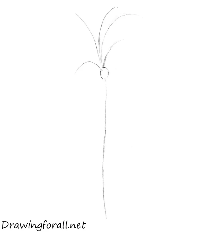 how to draw a palm tree
