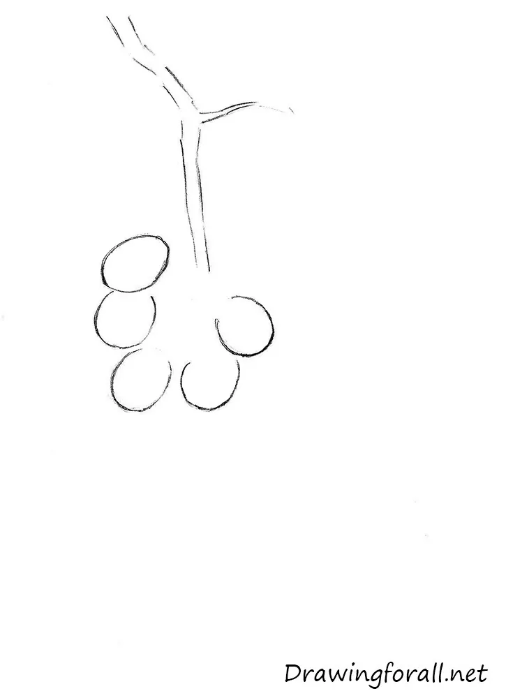 how to draw grapes