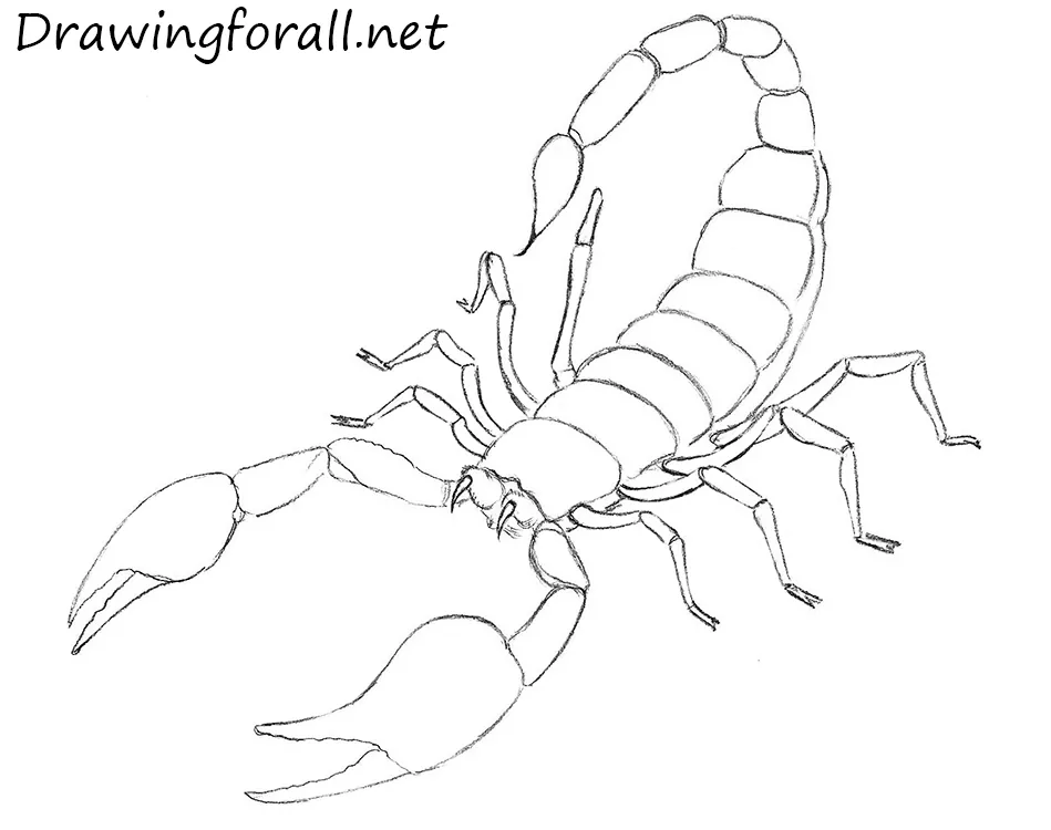 how to draw a scorpion