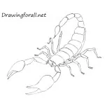 How to Draw a Scorpion