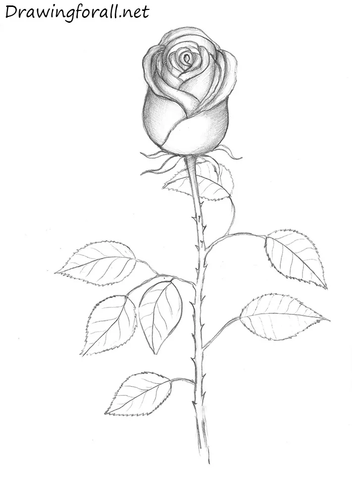 Rose Sketch Drawing Realistic  Drawing Skill