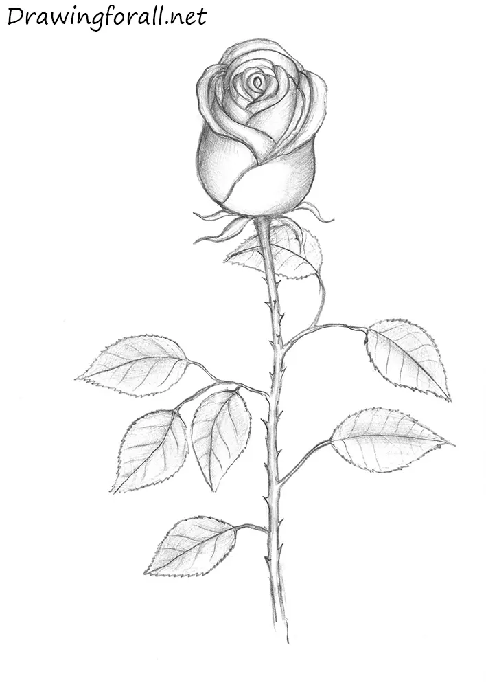 Realistic rose flower with leaf and berries sketch