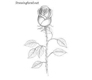 How to Draw a Rose