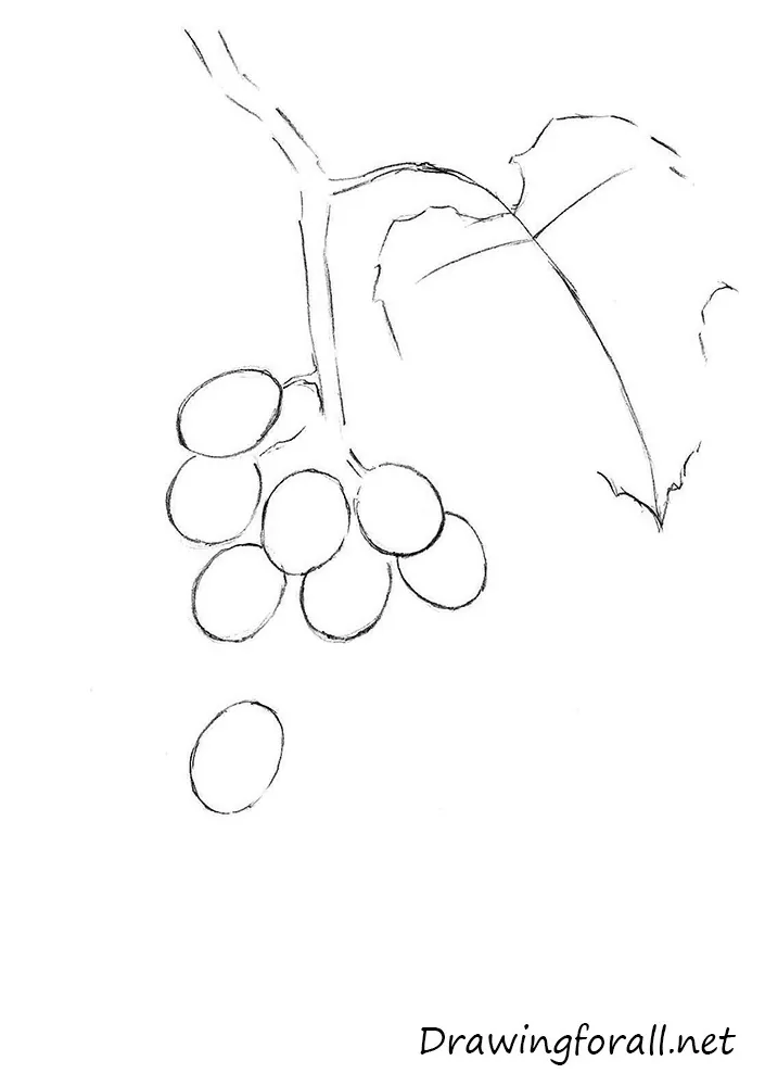 how to draw grapes step by step