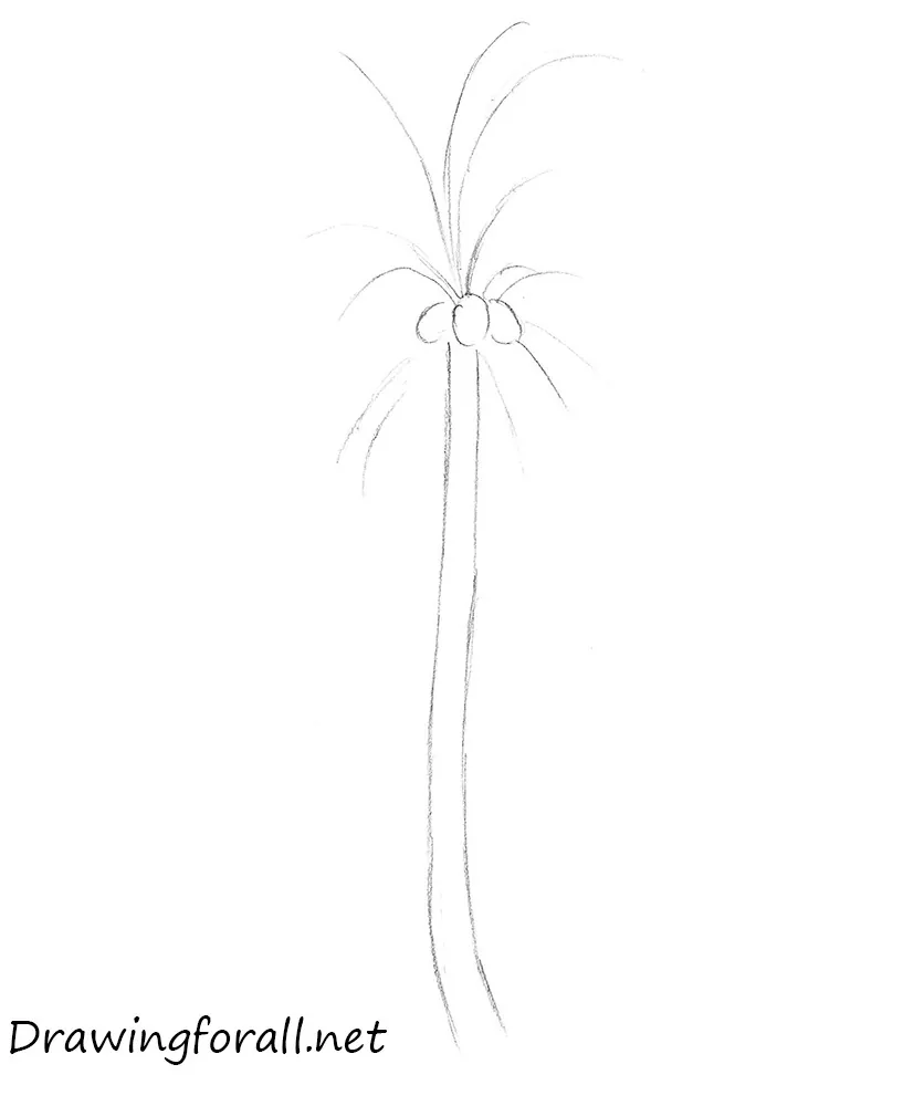 how to draw palm trees