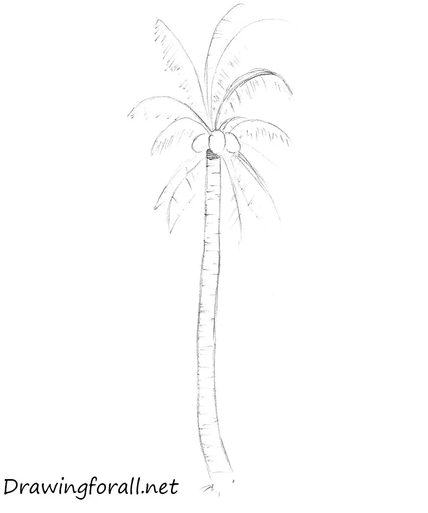 how to draw a palm tree step by step