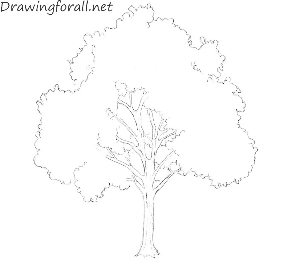 How to Draw a Tree with a pencil