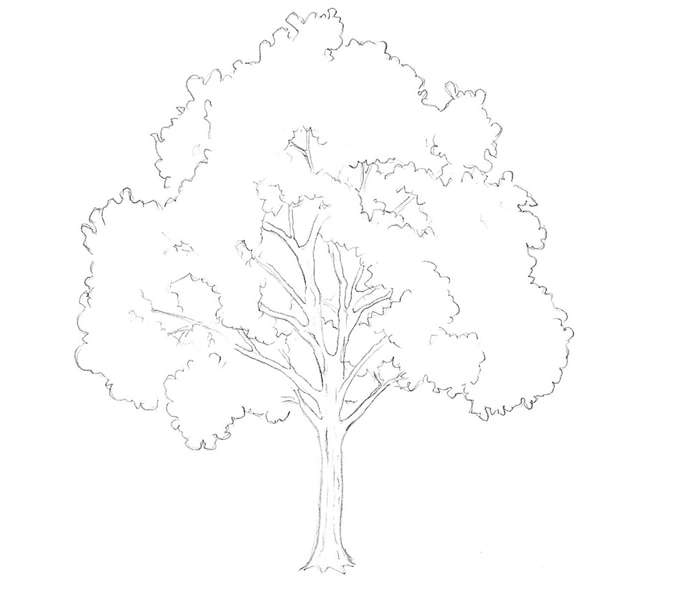 tree drawing
