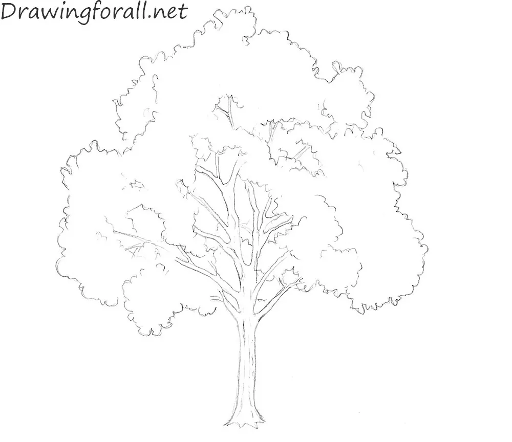 20 Easy Tree Drawing Ideas