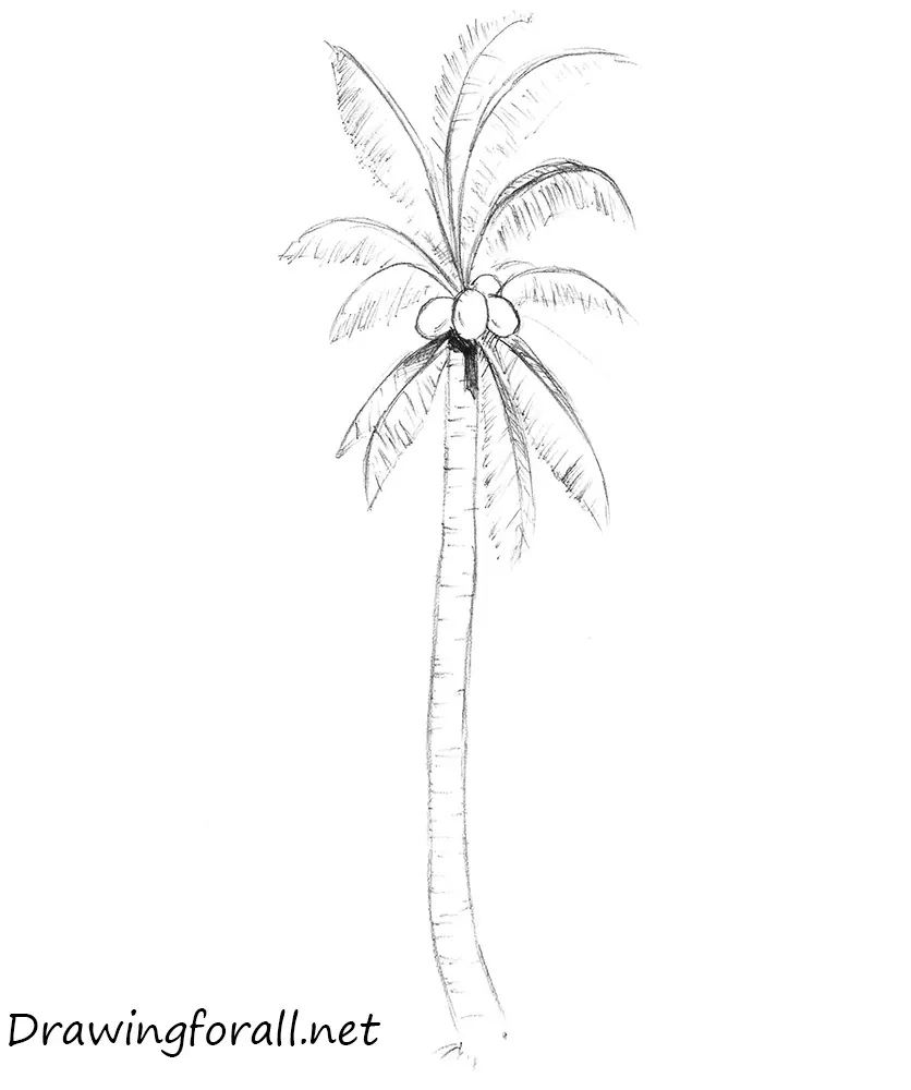 palm tree drawings