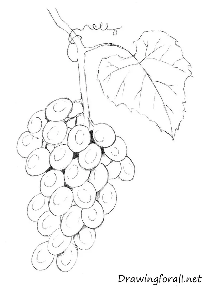 Grapes Drawing Stock Illustration - Download Image Now - Grape, Autumn,  Black And White - iStock