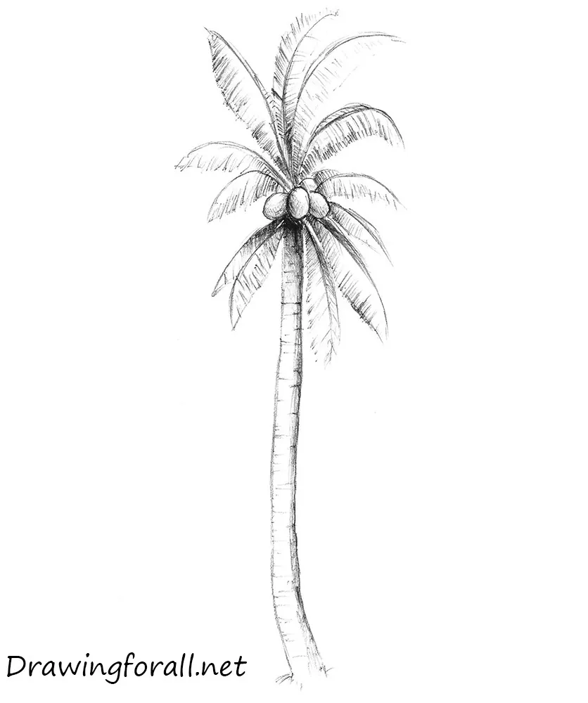 How to Draw a Palm Tree | 12 Step Palm Tree Drawing - Artsydee | Drawing,  Painting, Craft & Creativity