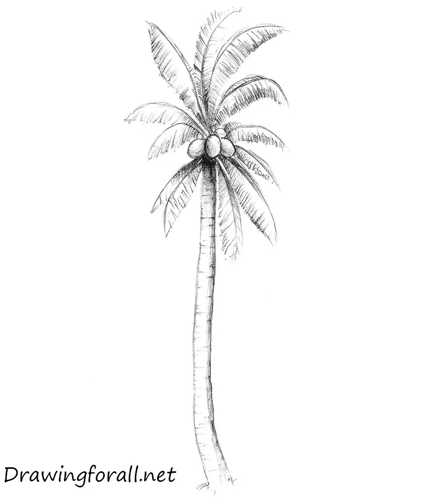 Palm Tree Drawing - How To Draw A Palm Tree Step By Step