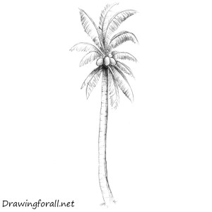 How to Draw a Palm Tree