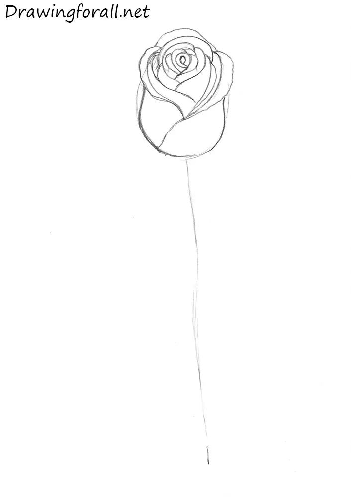 how to draw a realistic rose