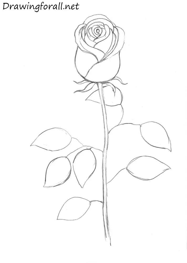 how to draw a rose step by step with pencil