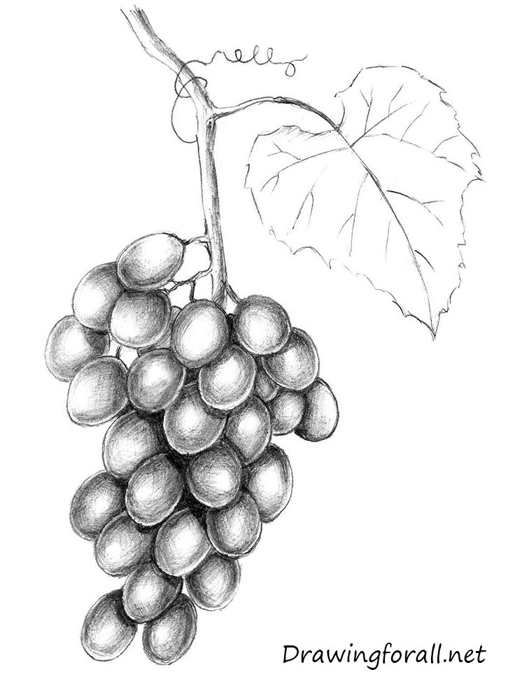 how to draw grapes