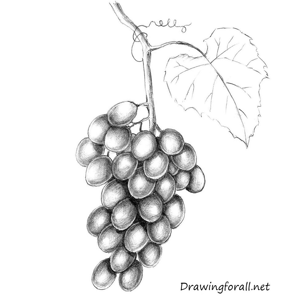 Grapes Pencil Drawing