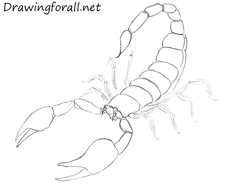 how to draw scorpions