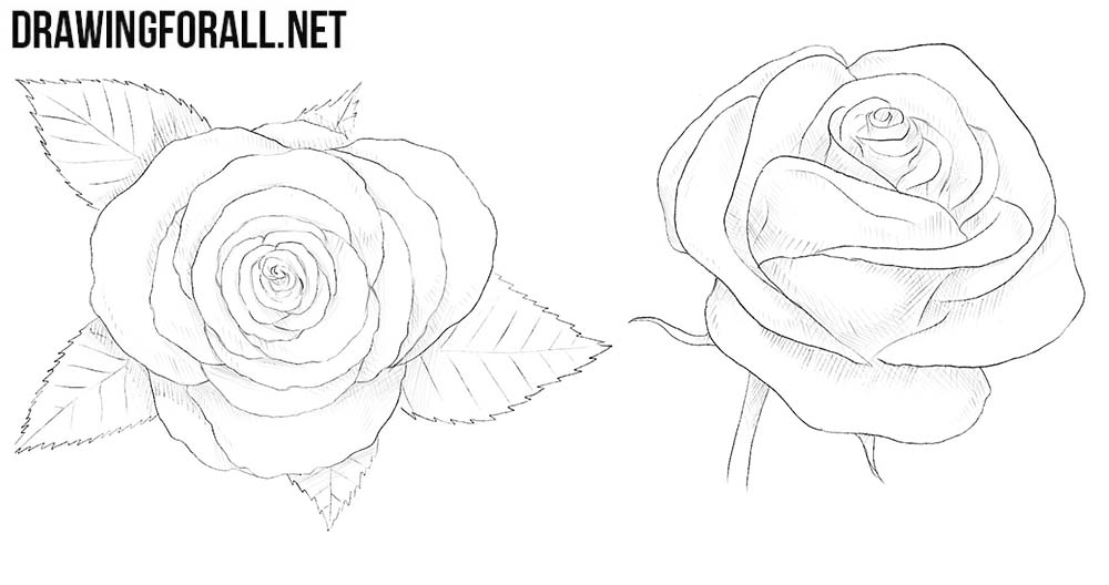 How to draw roses step by step