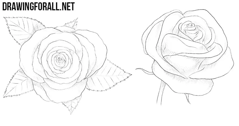 How to draw roses step by step