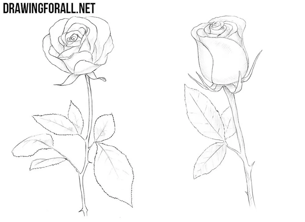 How to draw roses