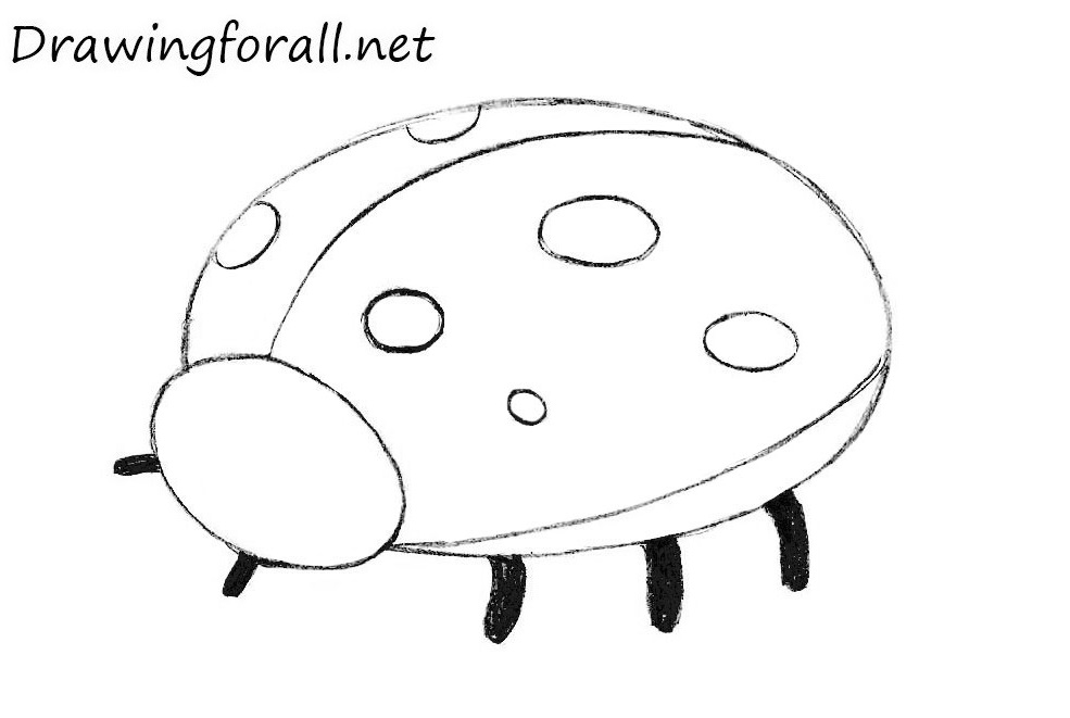 Sketch the antennae and legs