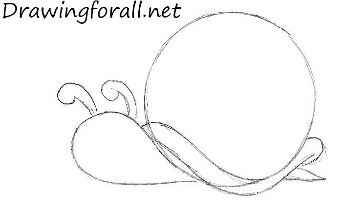 Sketch the antennae and shell edge